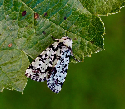 Acronictinae, Aftonflyn