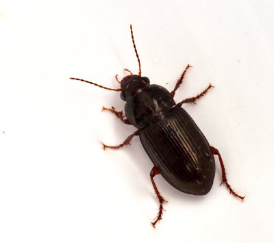 Harpalus genus, frölöpare