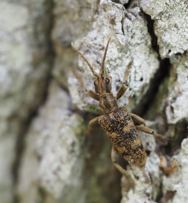 Rhagium genus, trädlöpare