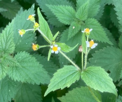 Hårgängel, Galinsoga quadriradiata