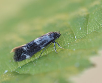 Gräsmalar, Elachistidae