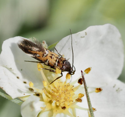 Brokmalar, Cosmopterigidae