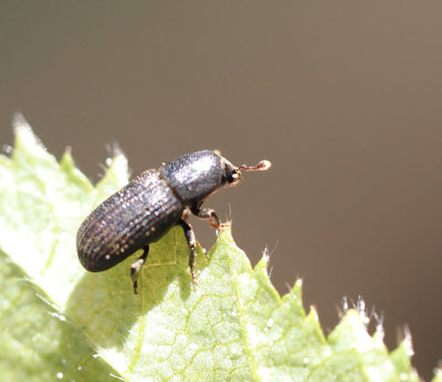 Scolytinae, Barkborrar