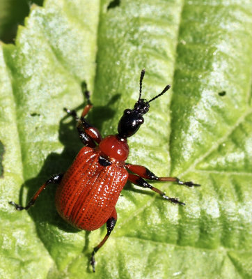 Attelabidae, rullvivlar