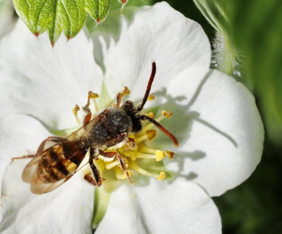 Nomada, Gökbin, Nomad Bees