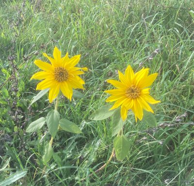 Jordärtskocka, Helianthus tuberosus