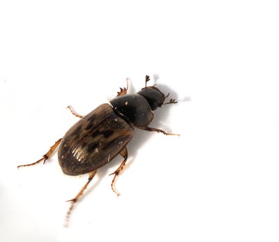 Aphodius, Dyngbaggar