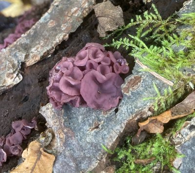 Violett geleskål, Ascocoryne sarcoides.jpg