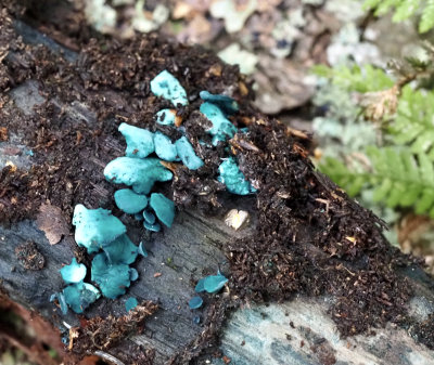 Chlorociboria aeruginascens, Grönskål.jpg
