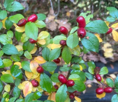 Spärroxbär, Cotoneaster divaricates