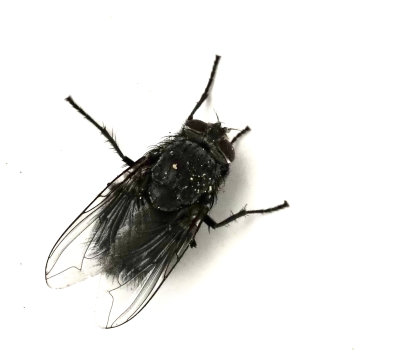 Calliphora Loewi