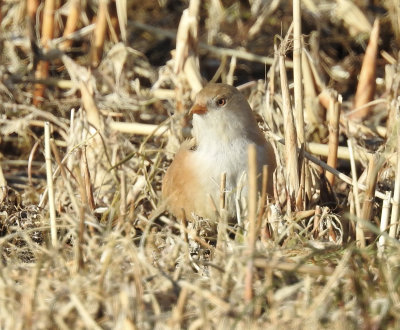Bearded Reedling, Skäggmes, Panurus biarmicus