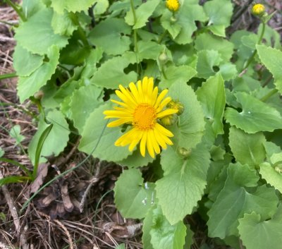 Balkangemsrot, Doronicum columnae.jpeg