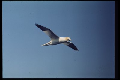 Shetland 1969