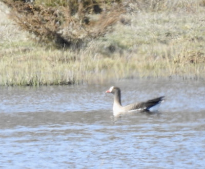 Lesser white-fronted goose, Fjllgs, Anser erythropus. jpeg