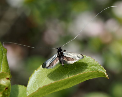Longhorn Moths, Antennmalar (Adelidae)