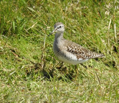Wood Sandpiper, Grönbena, Tringa glareola