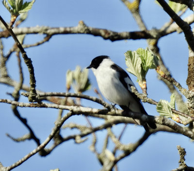 Collard flycatcher, Halsbandflugsnappare, Ficedula albicollis