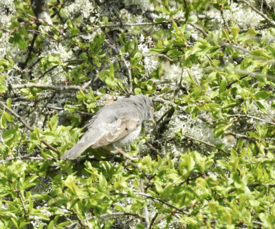 Warblers, Sylvia to Hippolais