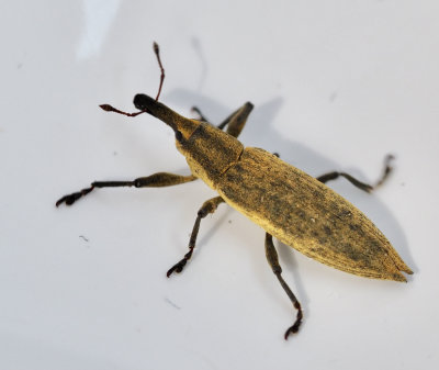Hunkxvivel (Lixus iridis).jpg