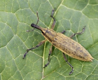 Hunkxvivel (Lixus iridis).jpg