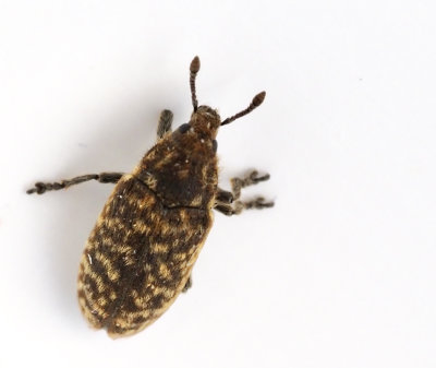 Lixinae
