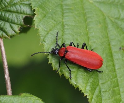 Kardinalbagge, Pyrochroa coccnia