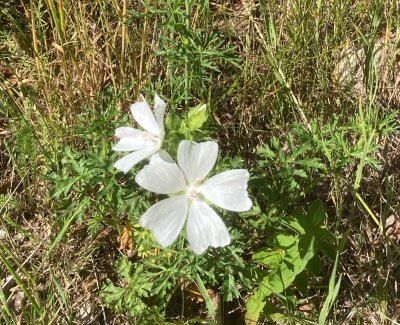 Myskmalva, Malva moschata. jpeg