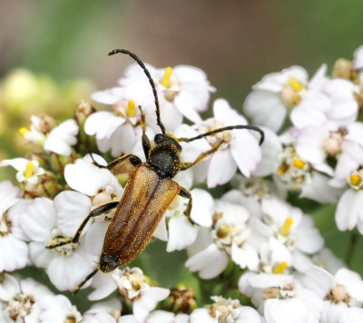 Subfamily Lepturinae