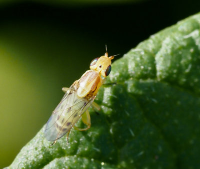 Fritflugor, Chloropidae