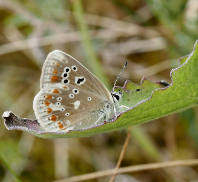 Polyommatus dorylas