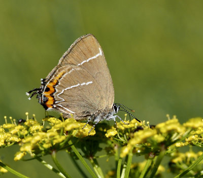 Hairstreaks in Sweden, snabbvingar