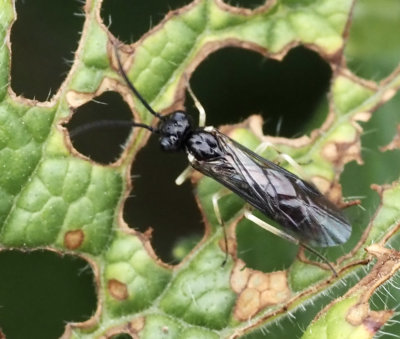 Ametastegia carpini, Geranium sawfly .jpeg