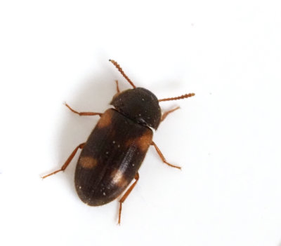 Mycetophagidae, Vedsvampbaggar