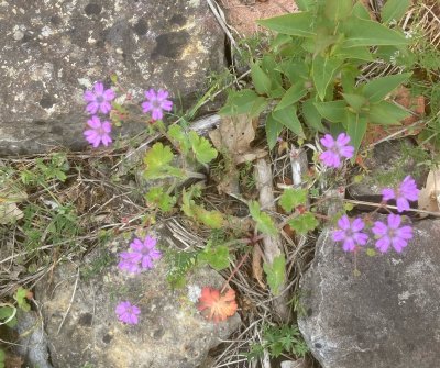 Skuggnva, Geranium pyrenaicum.  jpeg