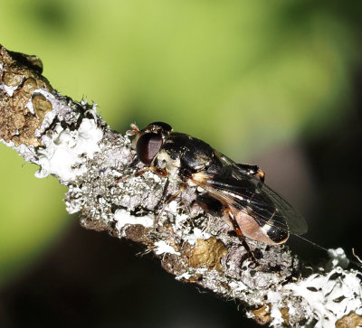 Eristalinae, and Microdontinae