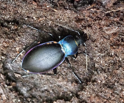Carabus genus