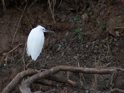 Little Egret / Kleine Zilverreiger / Egretta garzetta