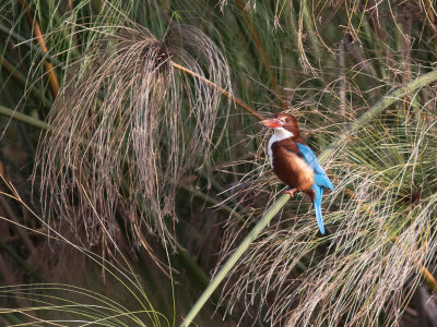 White-throated Kingfisher / Smyrnaijsvogel / Halcyon smyrnensis smyrnensis