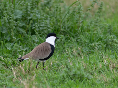 Spur-winged Lapwing / Sporenkievit / Vanellus spinosus