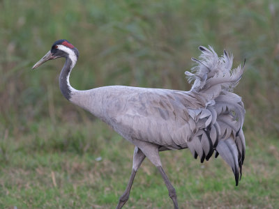 Common Crane / Europese kraanvogel / Crus crus