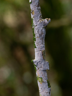 Peniophora lycii / Berijpte schorszwam