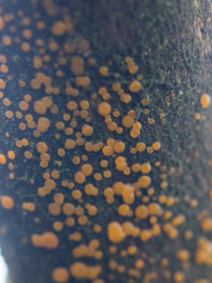Dacrymyces stillatus / Oranje druppelzwam