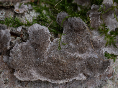 Cerena unicolor / Doolhofelfenbankje