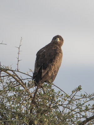 Tawny Eagle / Savannearend / Aquila rapax