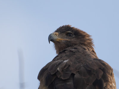 Tawny Eagle / Savannearend / Aquila rapax