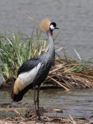 Grey Crowned Crane / Kroonkraanvogel / Balearica regulorum