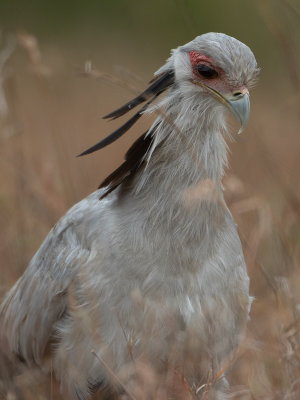 Secretarybird / Secretarisvogel / Sagittarius serpentarius