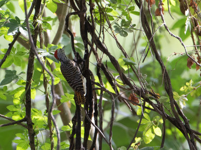 Cardinal Woodpecker / Kardinaalspecht / Dendropicos fuscescens