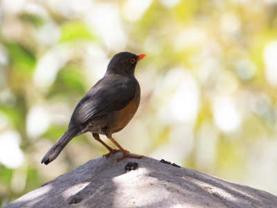 Abyssinian thrush / Afrikaanse berglijster /Turdus abyssinicus